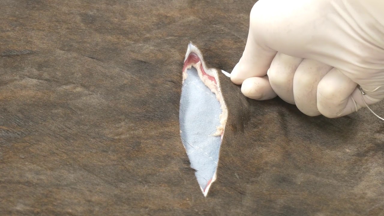 Bovine skin suturing video