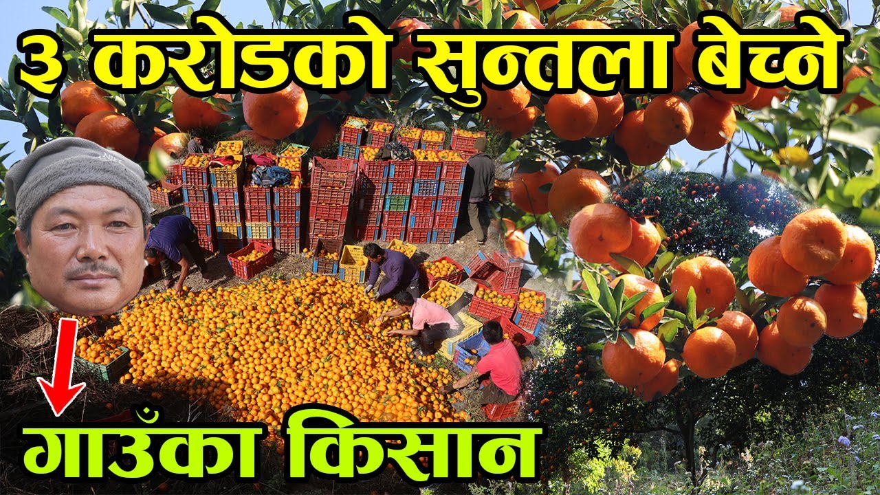 पहिला १० रुपैँया ऋण नदिनेहरु अहिले १० लाख ऋण माग्न आउँछन्  ! सुन्तलाले दिएको सफलता │Nepal Chitra