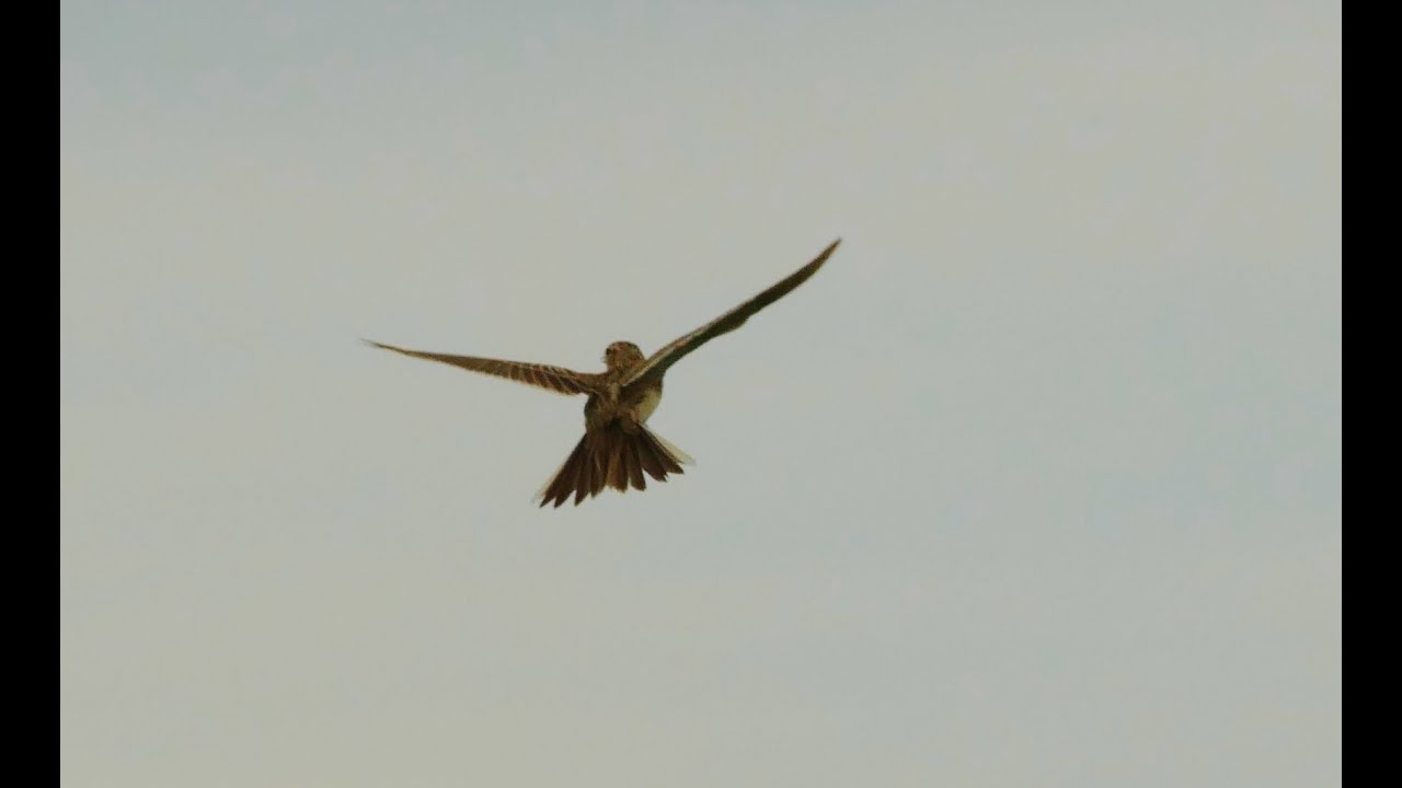 Feldlerche (Alauda arvensis)