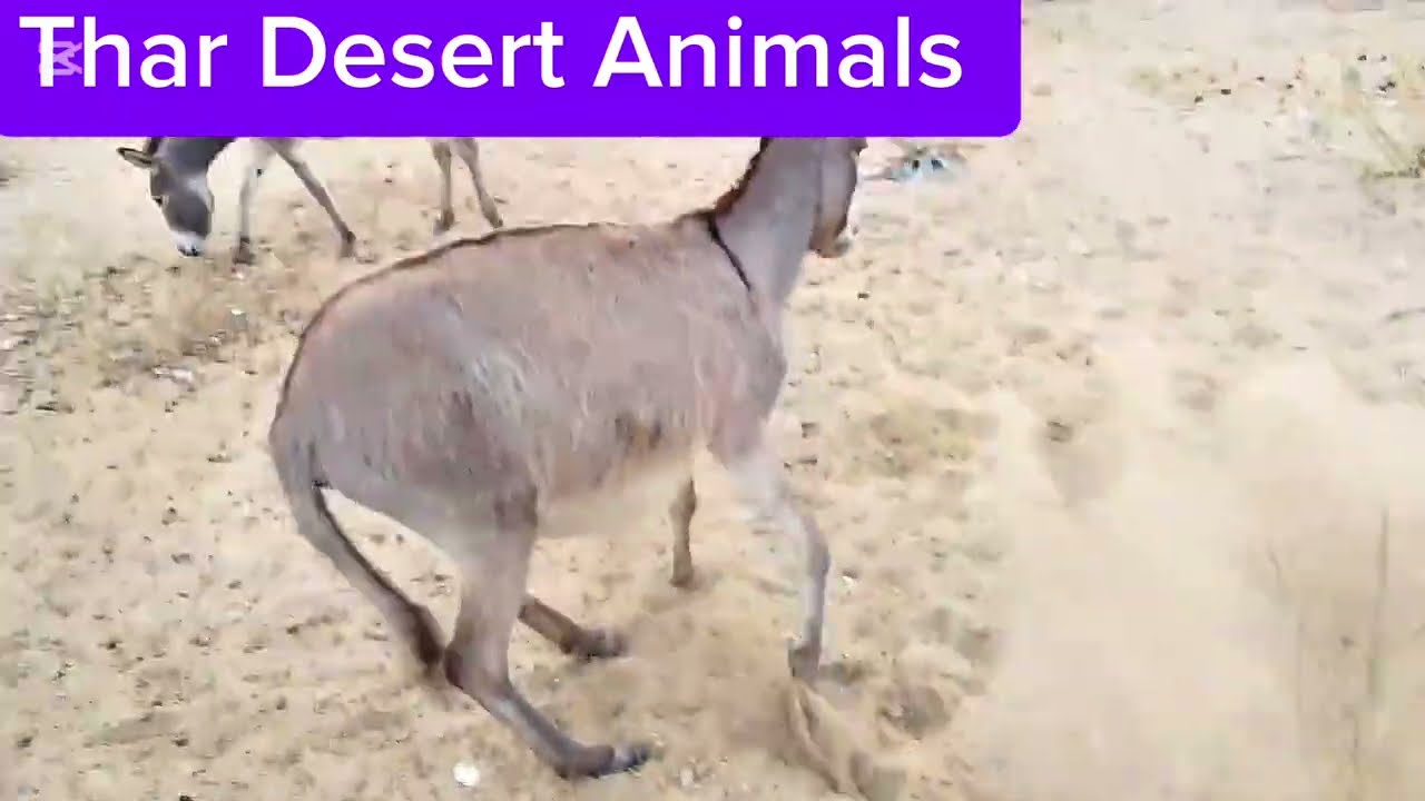 Village Donkey Power | Amazing Working Animal