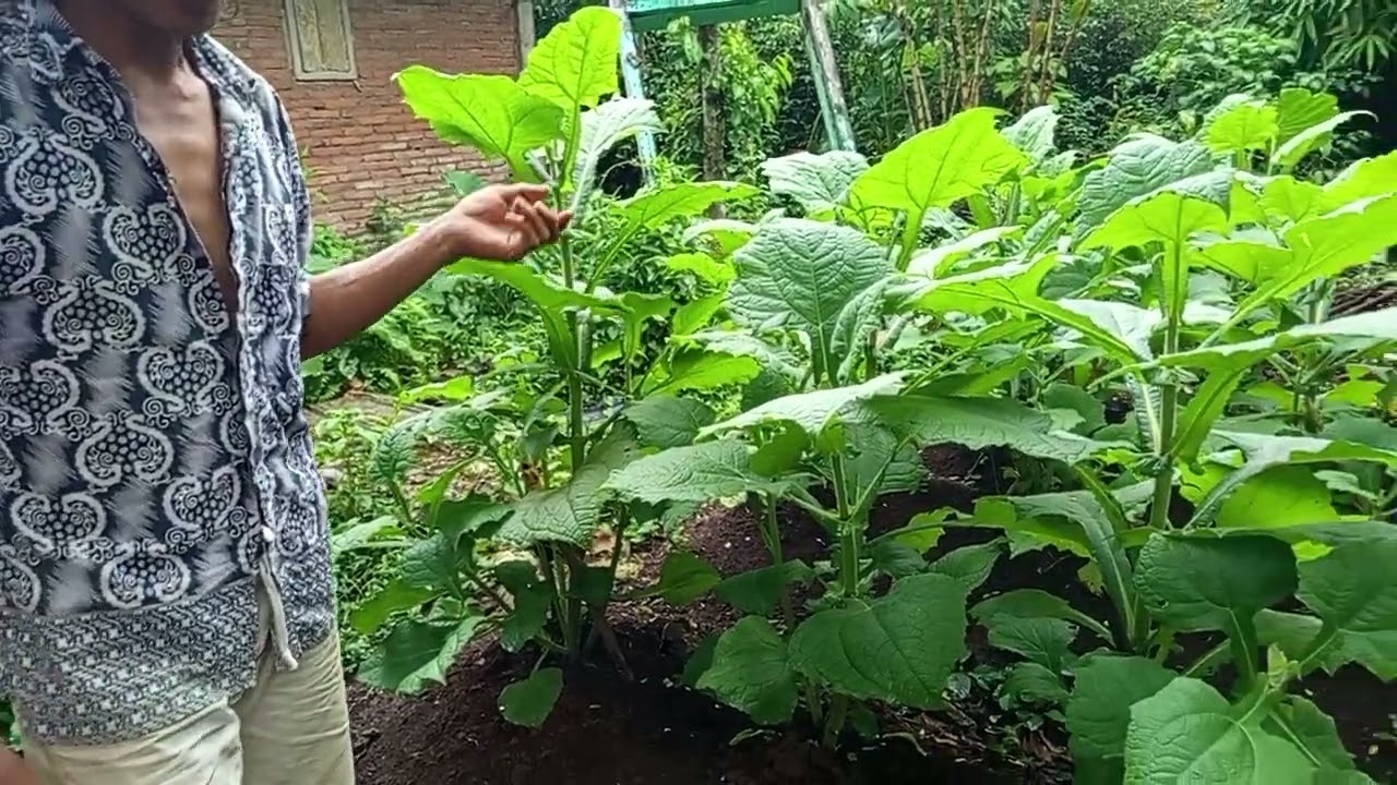 Pertumbuhan umbi yakon di malang sangat bagus ternyata