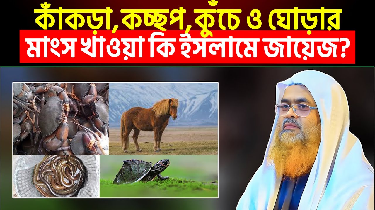 কাঁকড়া, কচ্ছপ, কুঁচে ও ঘোড়ার মাংস খাওয়া কি ইসলামে জায়েজ?