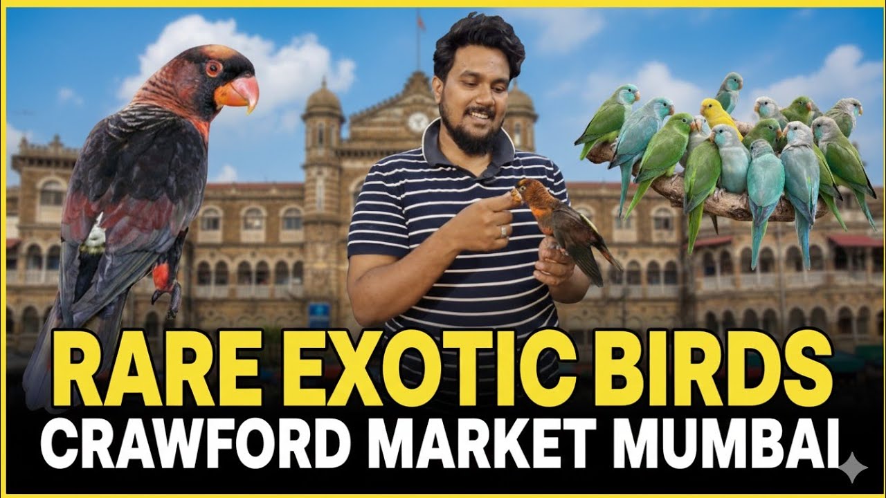 HOUSE OF PETS BIRDS AVAIRY TOUR #crawfordmarket #birdlovers 