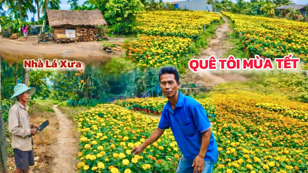 Vùng Quê Kiên Giang Nhiều Nhà Lá – Cả Xóm Trồng Hoa Vạn Thọ Bán Tết Rực Vàng