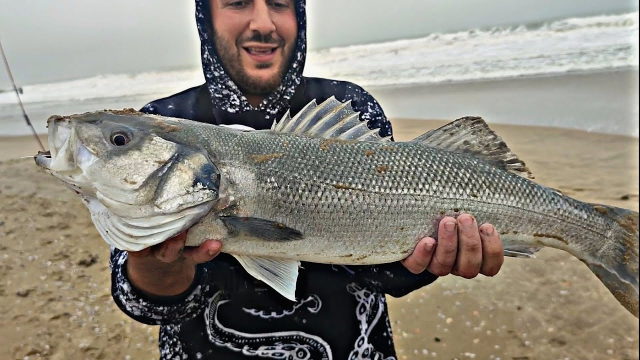 EN BUSCA de GRANDES LUBINAS, + PILLO mi RECORD de SARGOSAURIO