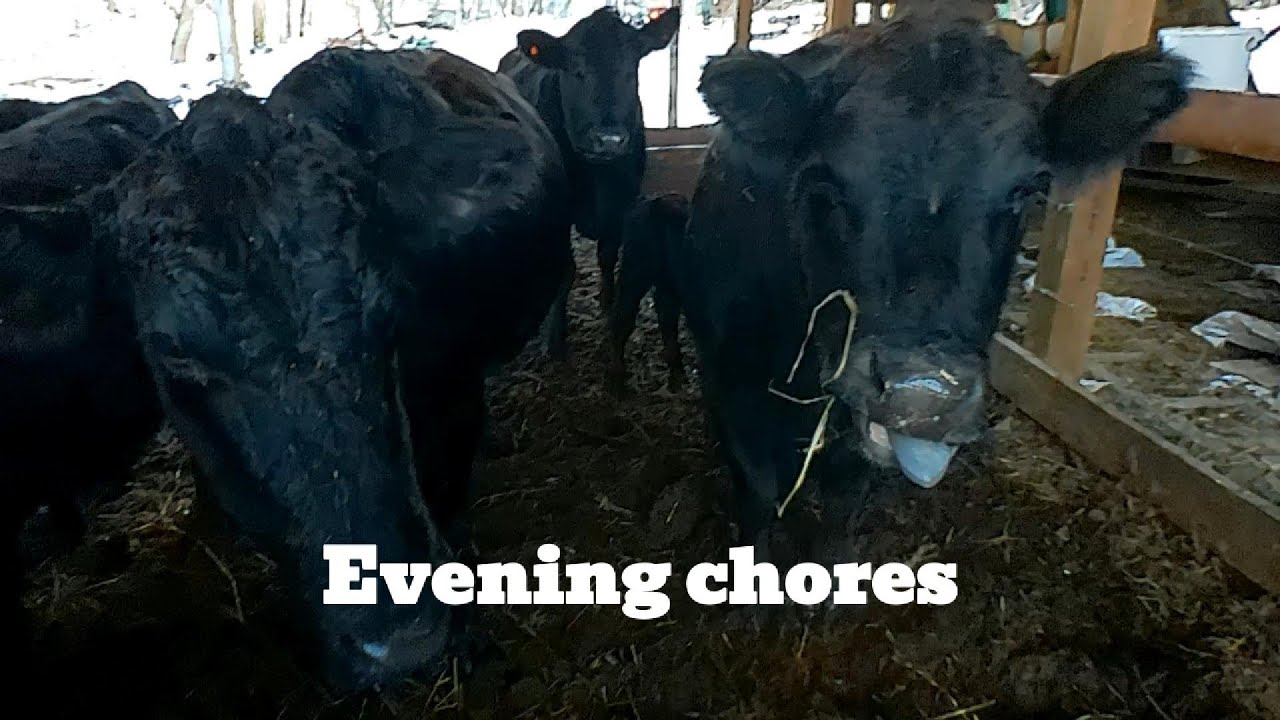 Crazy cows and escaping turkeys