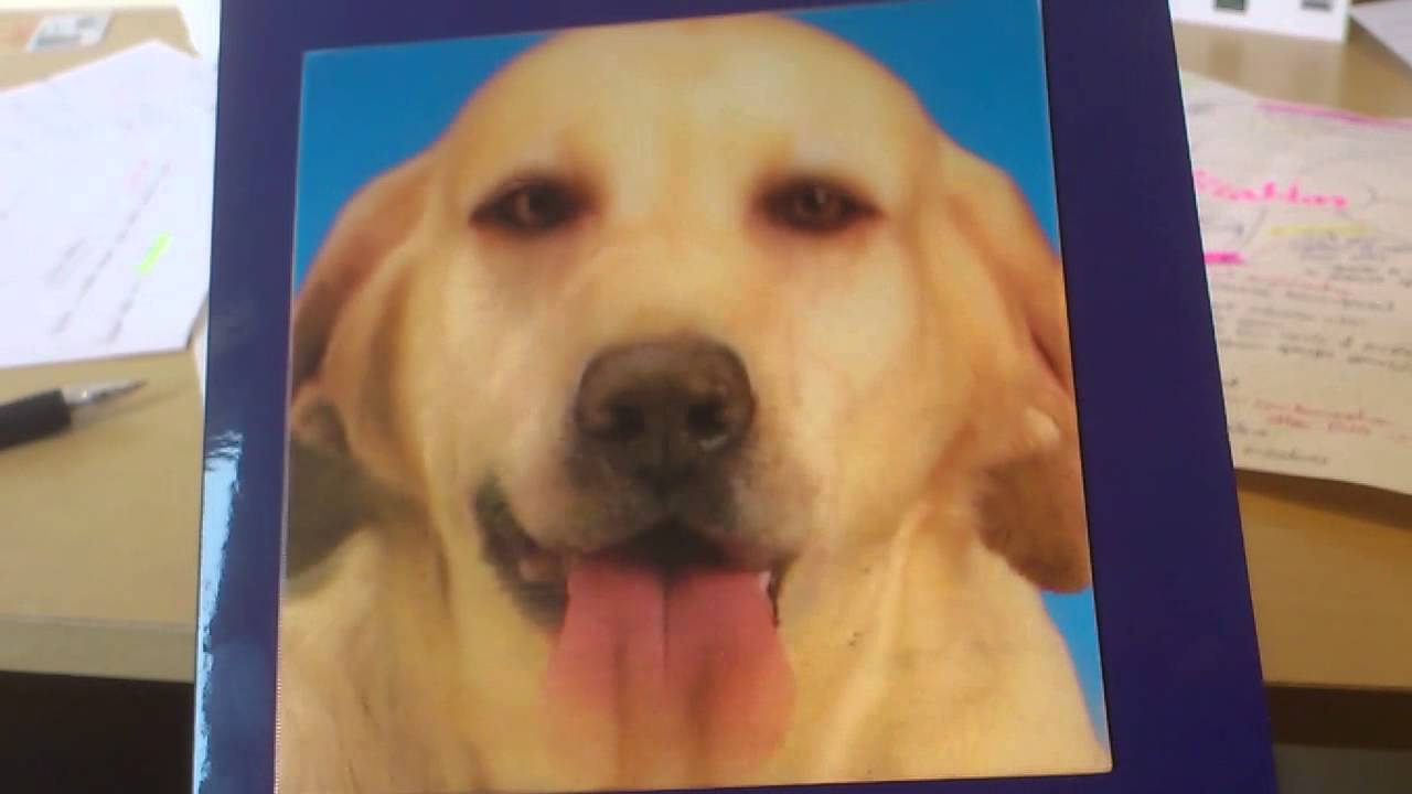 Crazy dog - licks owner's eye!