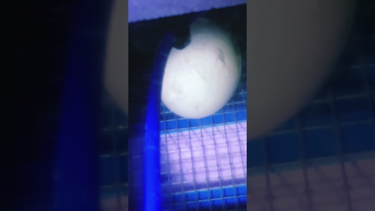 [Week 5] Day 32-Muscovy Duck Eggs Start Hatching [16032023] 🐥🐣 🐥#tassimmo #muscovyduck #hatching