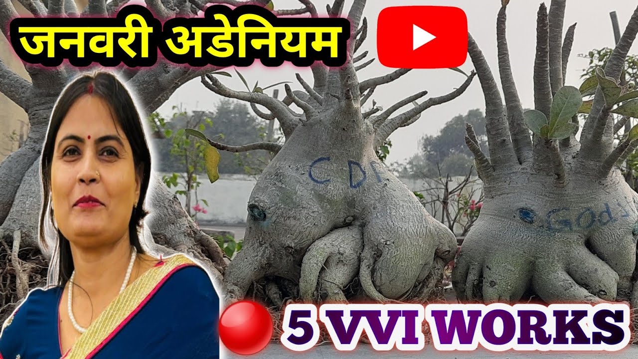 जनवरी में अडेनियम में यह 5 महत्वपूर्ण कार्य करे |🔴5 IMPORTANT WORKS ADENIUM PLANT in JANUARY/CUTTING