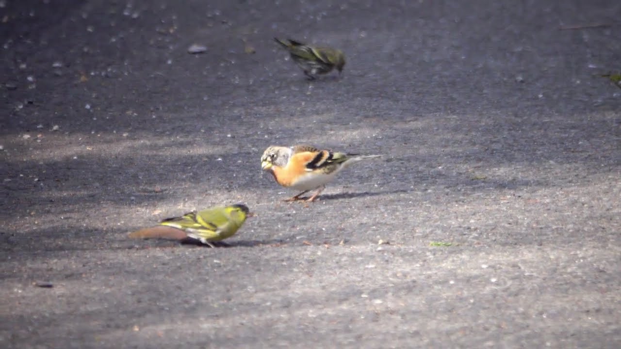 マヒワのお食事タイム