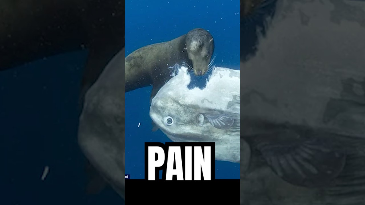 The worlds most USELESS fish