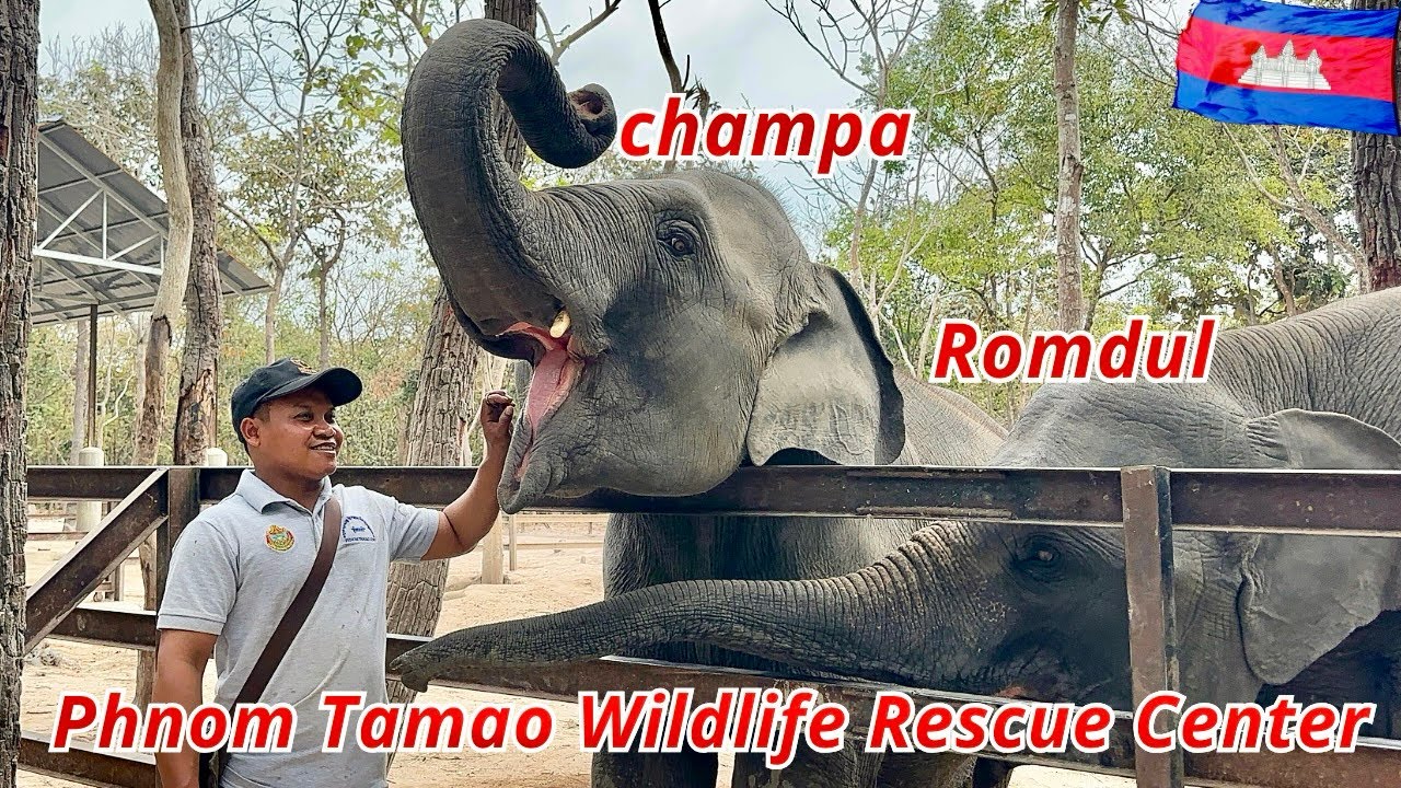 Smart & Playful Elephants at Phnom Tamao Wildlife Rescue Center | Champea & Romduol