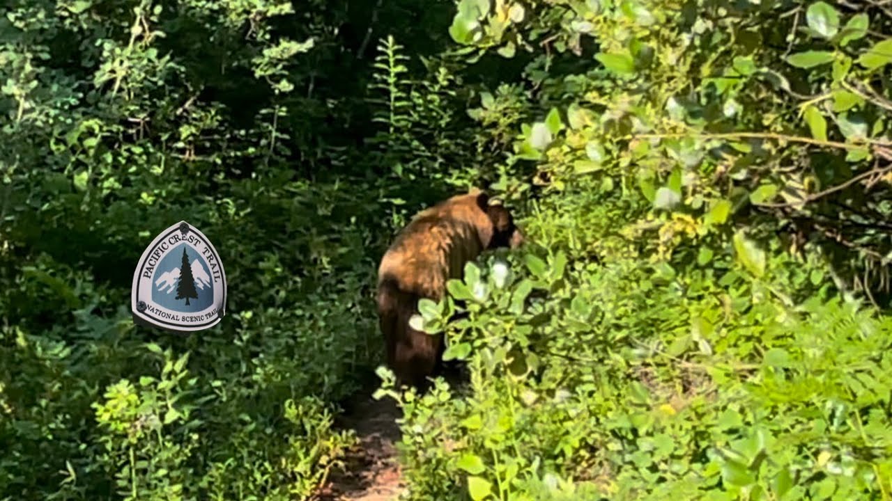PCT #34 HoneyBuns & Bear