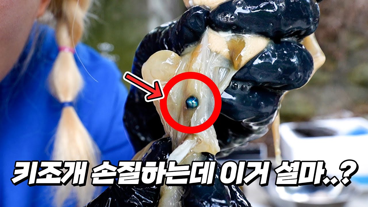 진짜 보석 흑진주가 나왔다...?