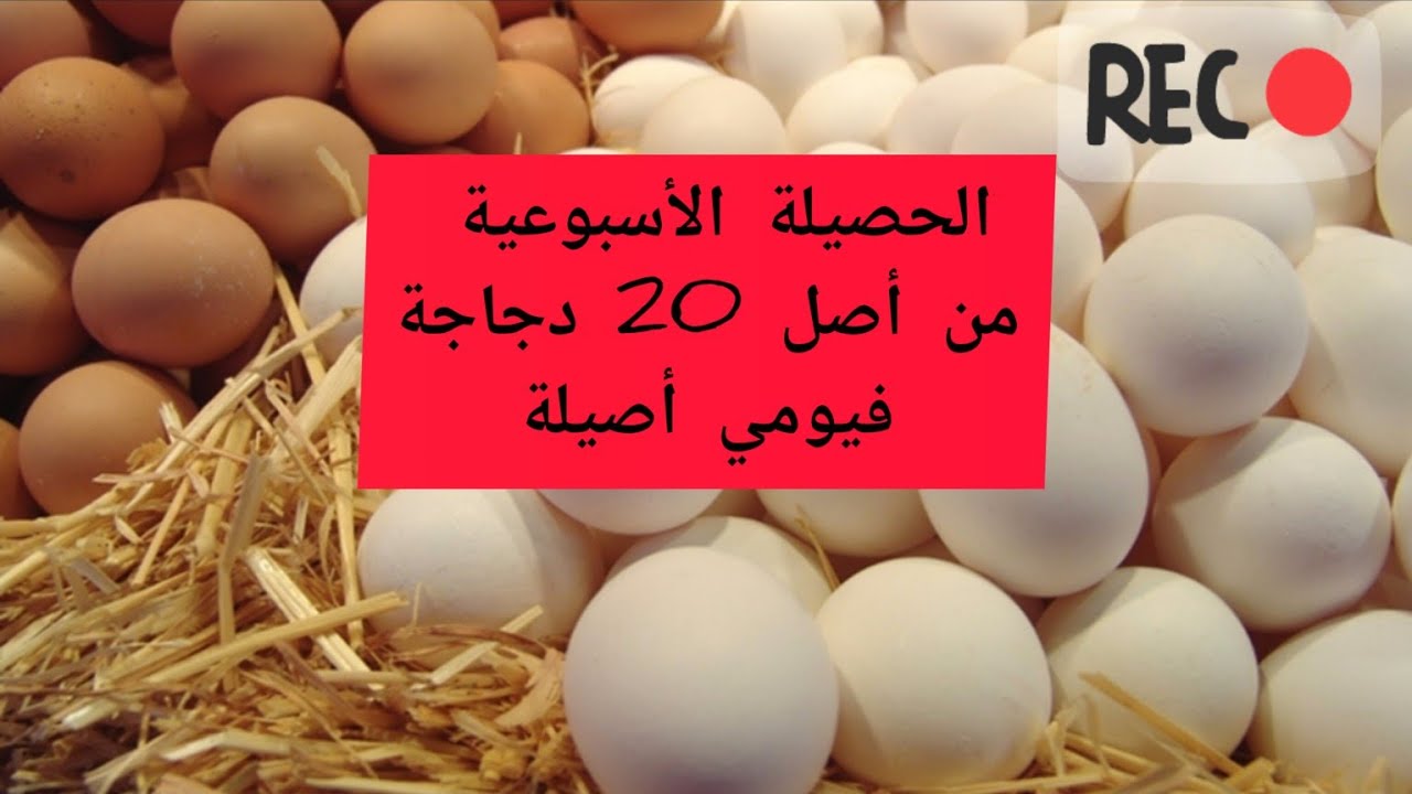 الحصيلة الأسبوعية للبيض من أصل 20 دجاجة فيومي أصيل