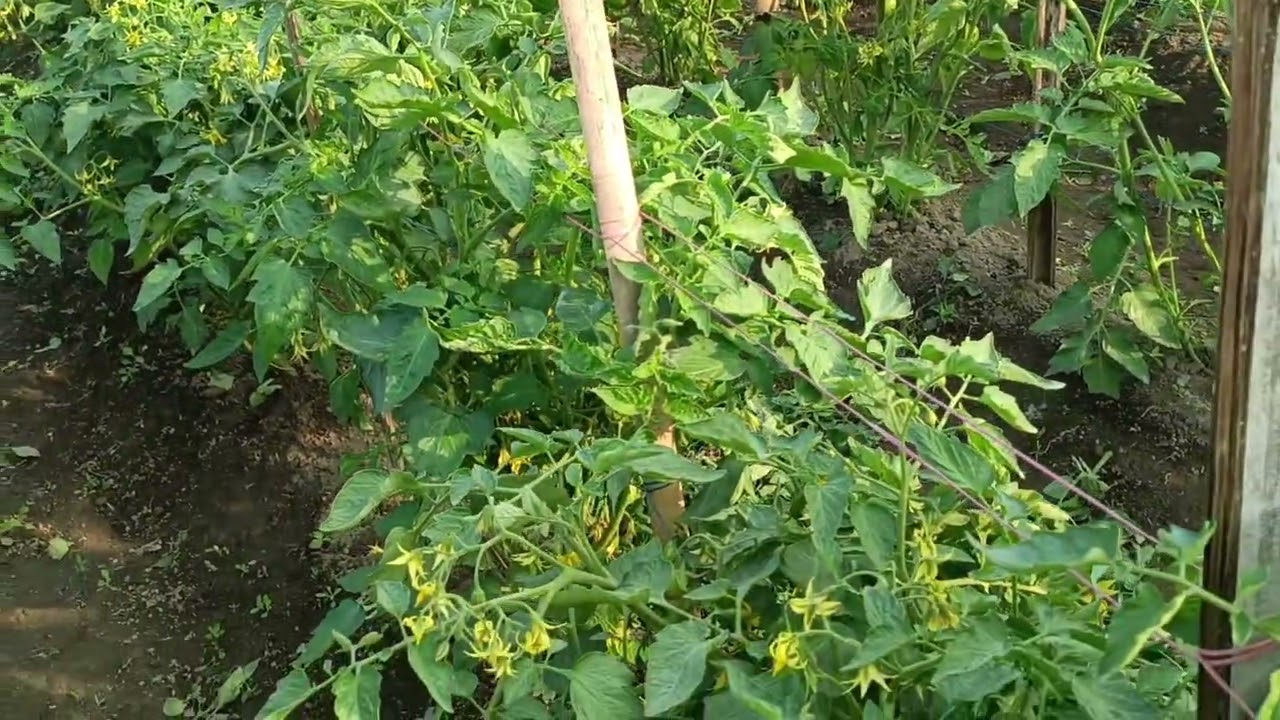Agrotika's Products used, Bhumi Rakshak+ micro star+ root king+ Amrit -G + NPK for application