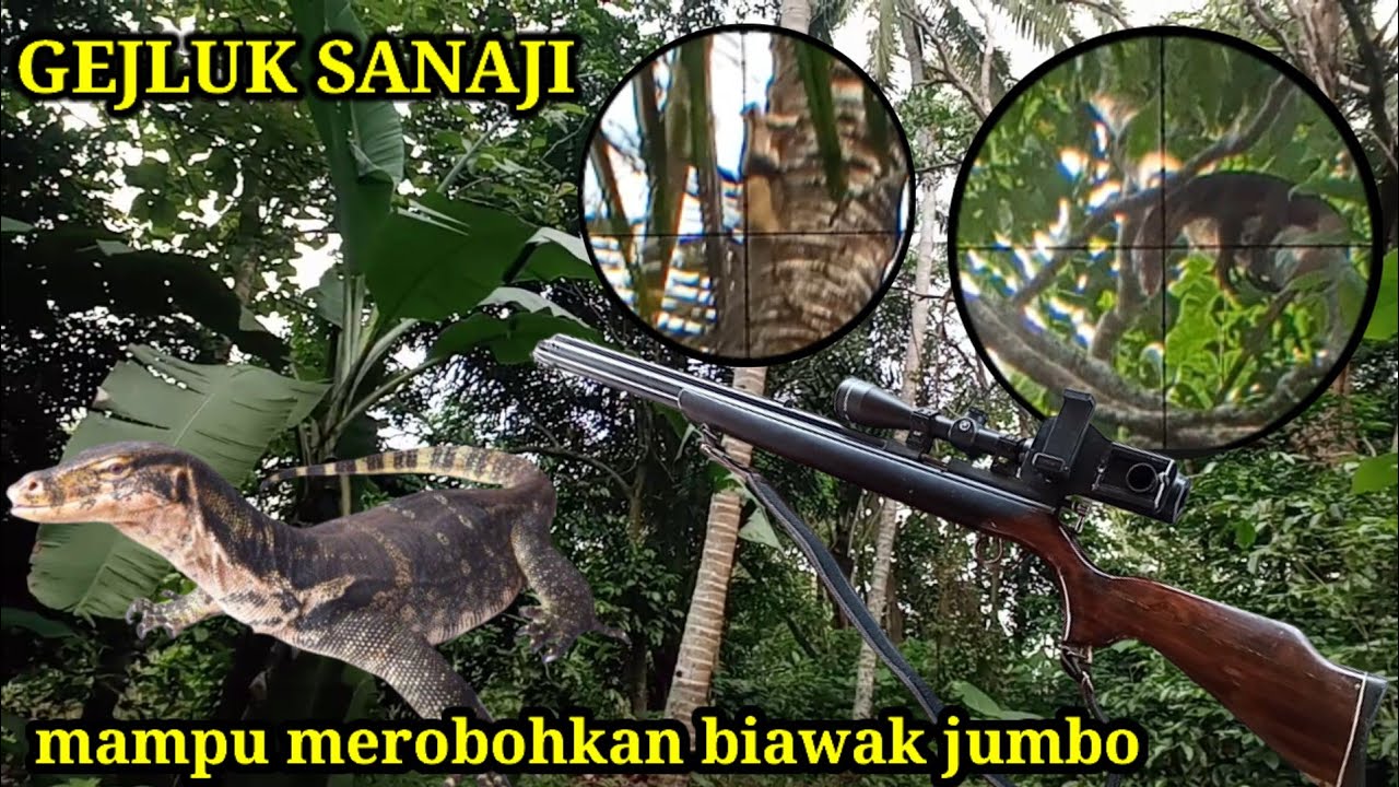 GEJLUK SANAJI ‼️ MAMPU MEROBOHKAN TUPAI DAN BIAWAK JUMBO DENGAN MUDAH@Ayuk_SniperTanggamus