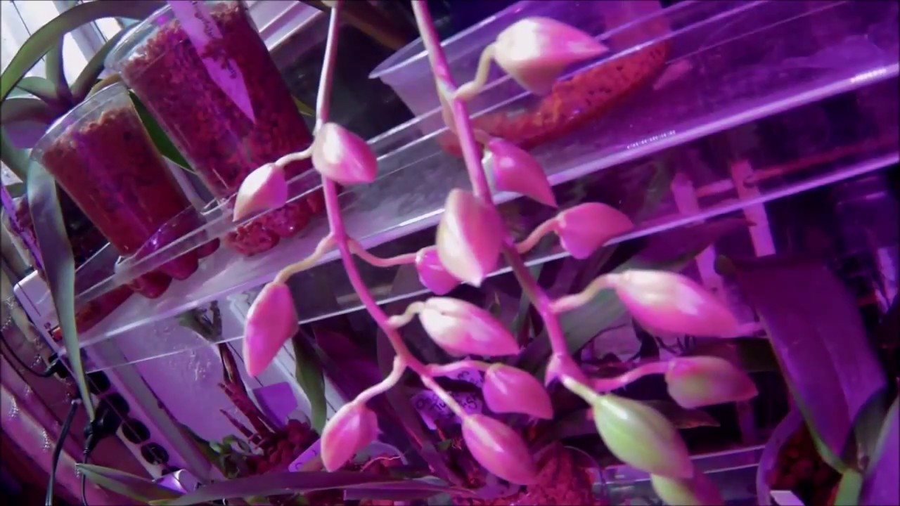 Cl. Grace Dunn 'Chadds Ford' x Ctsm. Orchidglade 'Davies Ranches Time Lapse