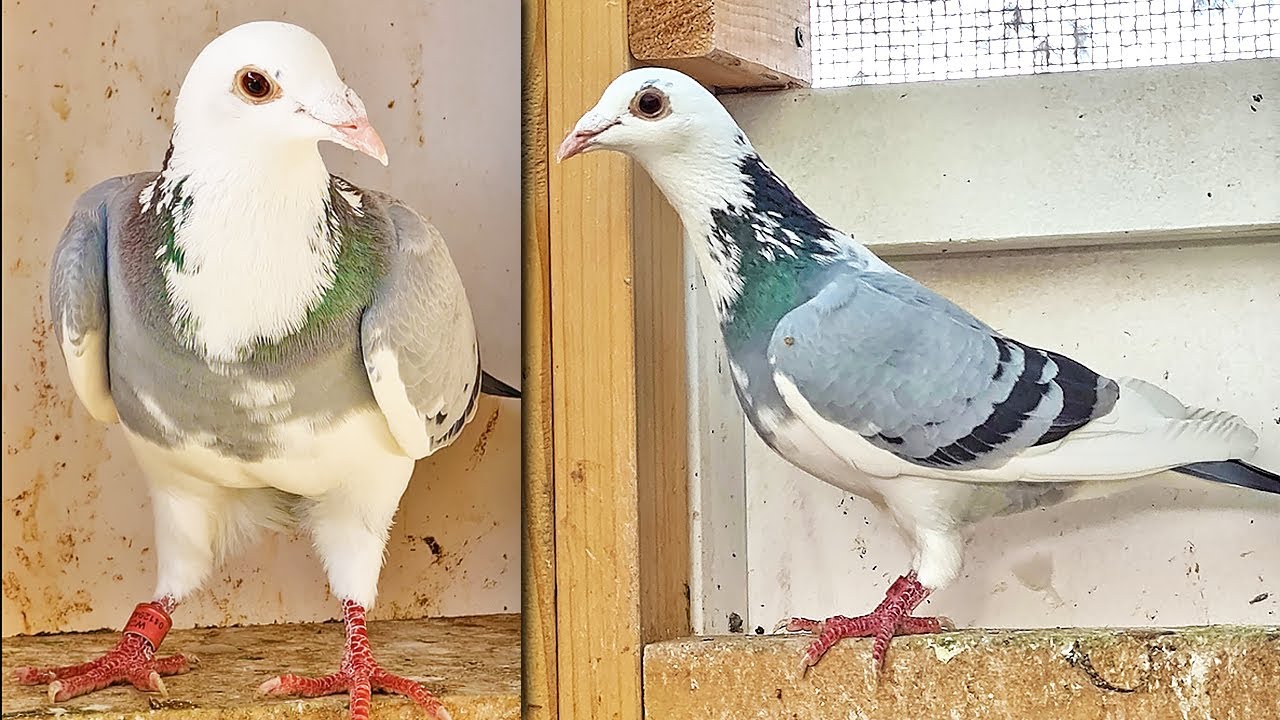 8 NEW PIGEONS ( VDB X )