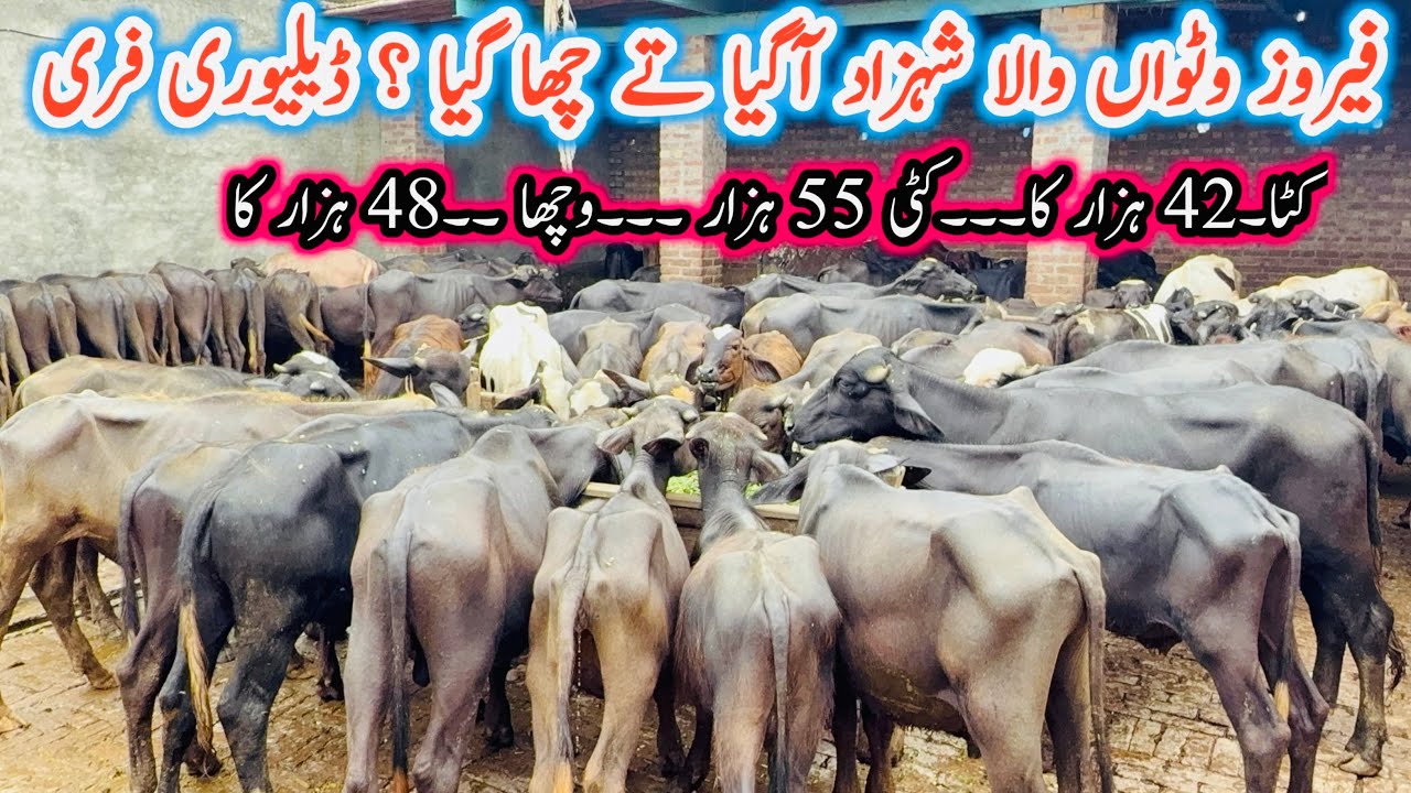 How to start Katti(Heifers)Farming in Pakistan ||Best business Katta Farm|Kattra fattening business