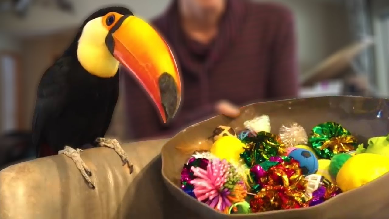 My Toucan Flying All Over My House | Rocko The Toucan