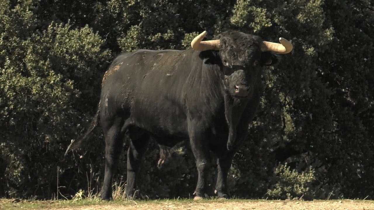 Ganadería El Capea, espino rapado