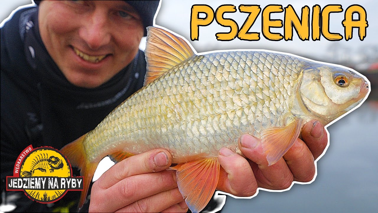 Pszenica zamiast CASTERA ?? Zimowe płocie na FEEDER KLASYCZNY