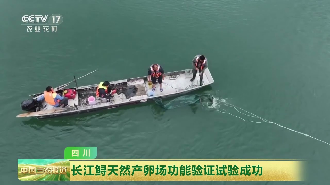 [中国三农报道]四川 长江鲟天然产卵场功能验证试验成功 | 农业致富经 Agriculture And Farming
