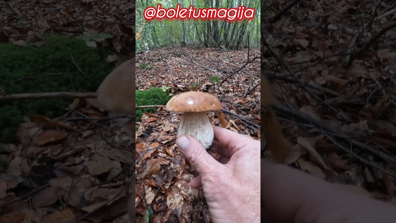 Boletus edulis, Cep/Porcino #shorts #new #trending #foryou #nature #forest #wood #mushroom #porcini