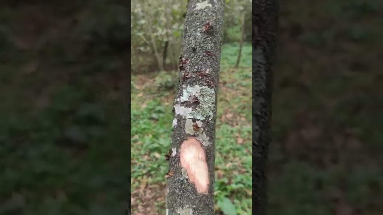 Fındık bahçesinde böyle bir hastalık gören var mı? 🤔 yaşlı dallarda çizik yöntemi ile yan sürgün