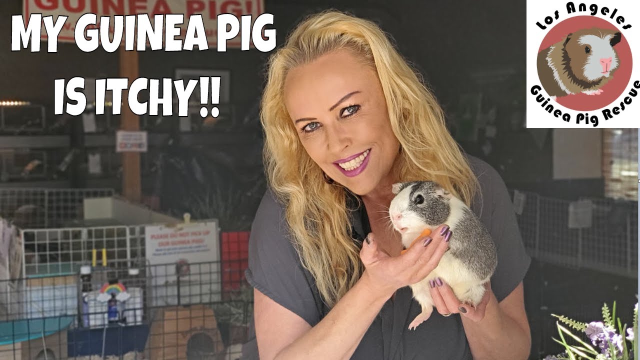 Itchy Guinea Pig!! What do I do if my Piggie Scratches Itself?