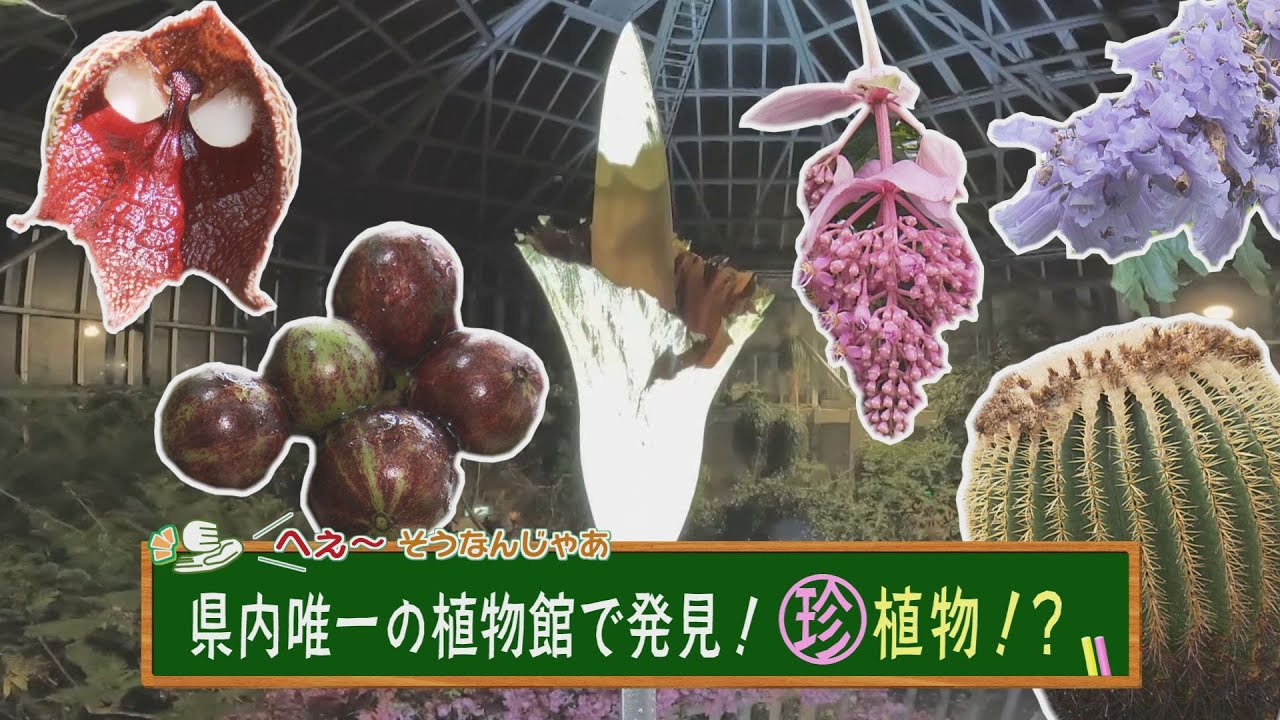 珍植物を発見！山口唯一の植物館