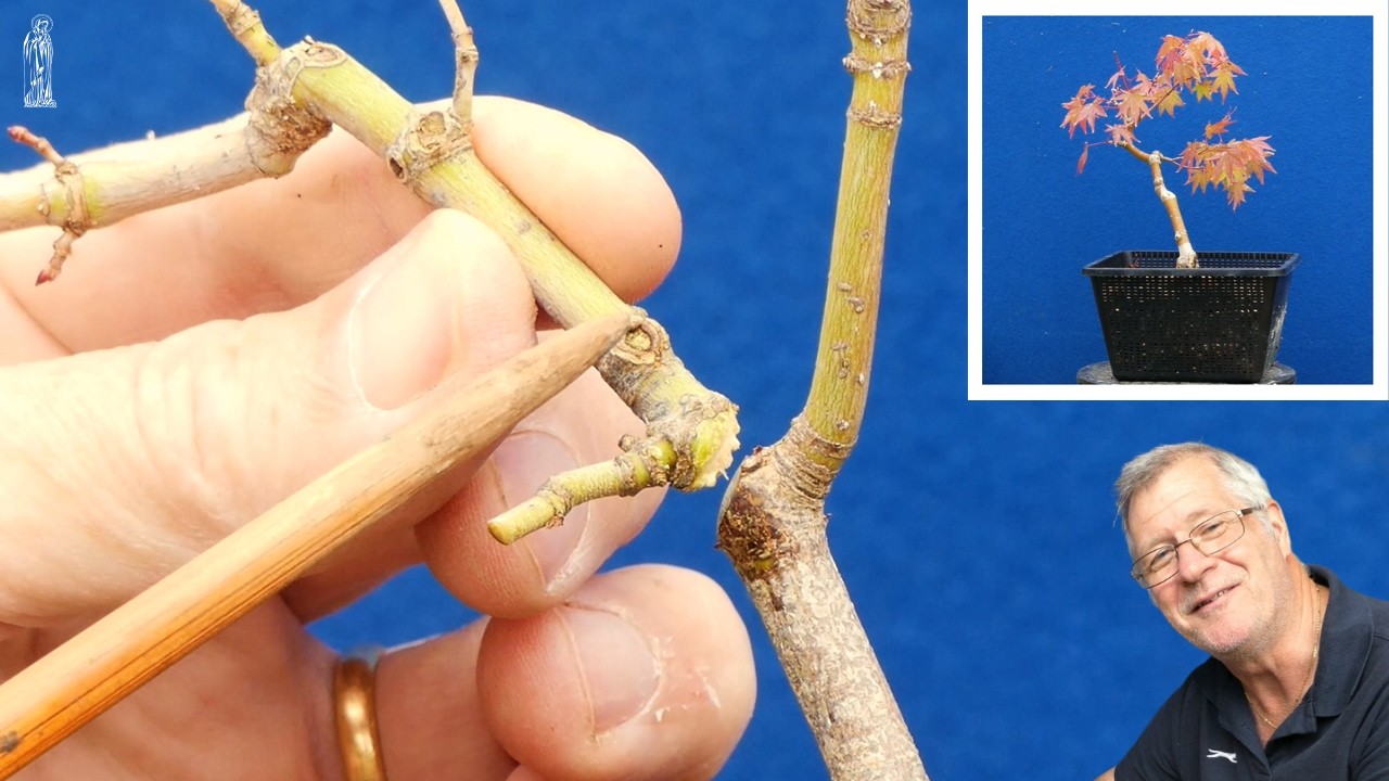 THIS Simple Pruning Tip will IMPROVE your Japanese Maple Bonsai