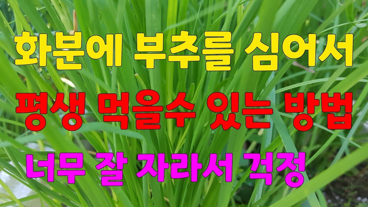 부추를 딱 한번만 심어서  계속 먹을수     있는 방법 👉씨앗 채종부터 키우고 수확