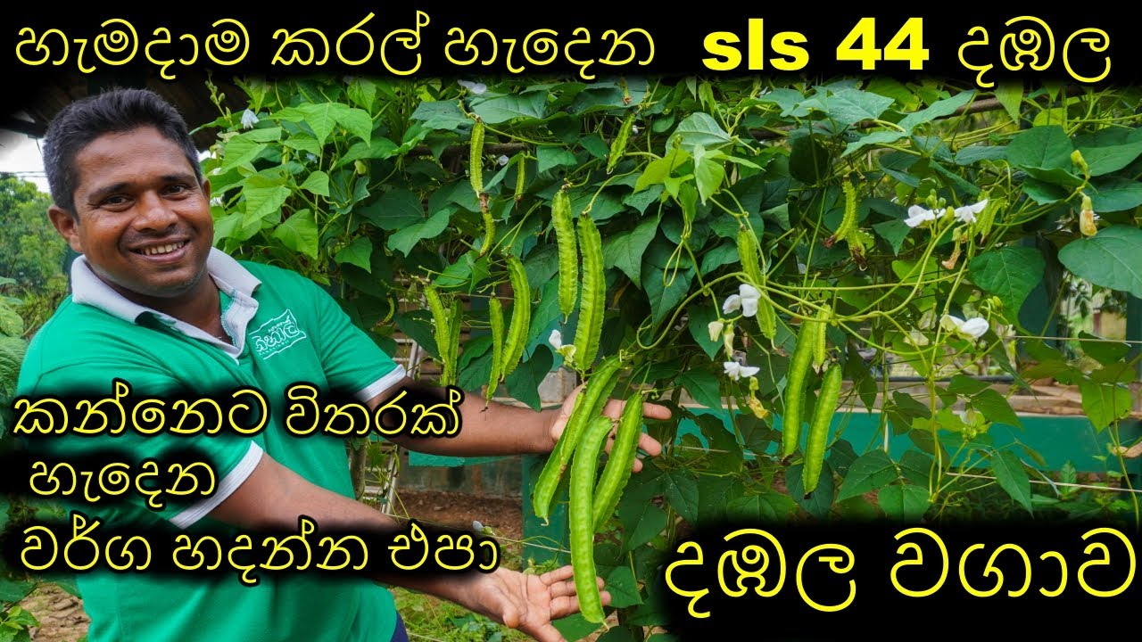 දඹල වගාව බිජ සිටවිමේ සිට අස්වැන්න  How to grow winged bean දබල dabala wagawa சிறகு கொண்ட பீன் வளர