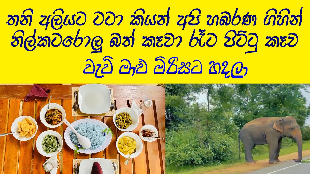 ගහක් උඩ ගෙයක රැයක් හබරණ කැලයක් මැද😍Sky Forest Habarana👍අමු කැලයක් මැද නවතින්න ආසද🧡Travel to Habarana