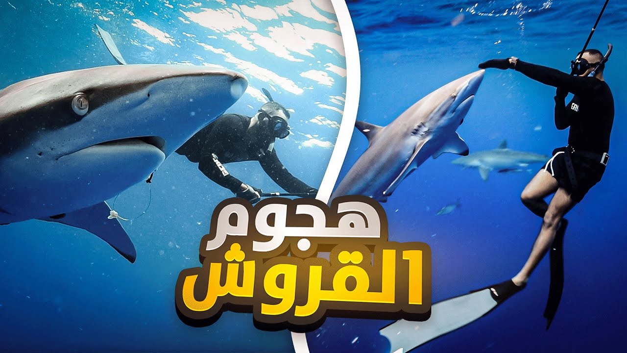 استكشاف المحيط الاطلسي 🌎 | هجوم القرش 🦈