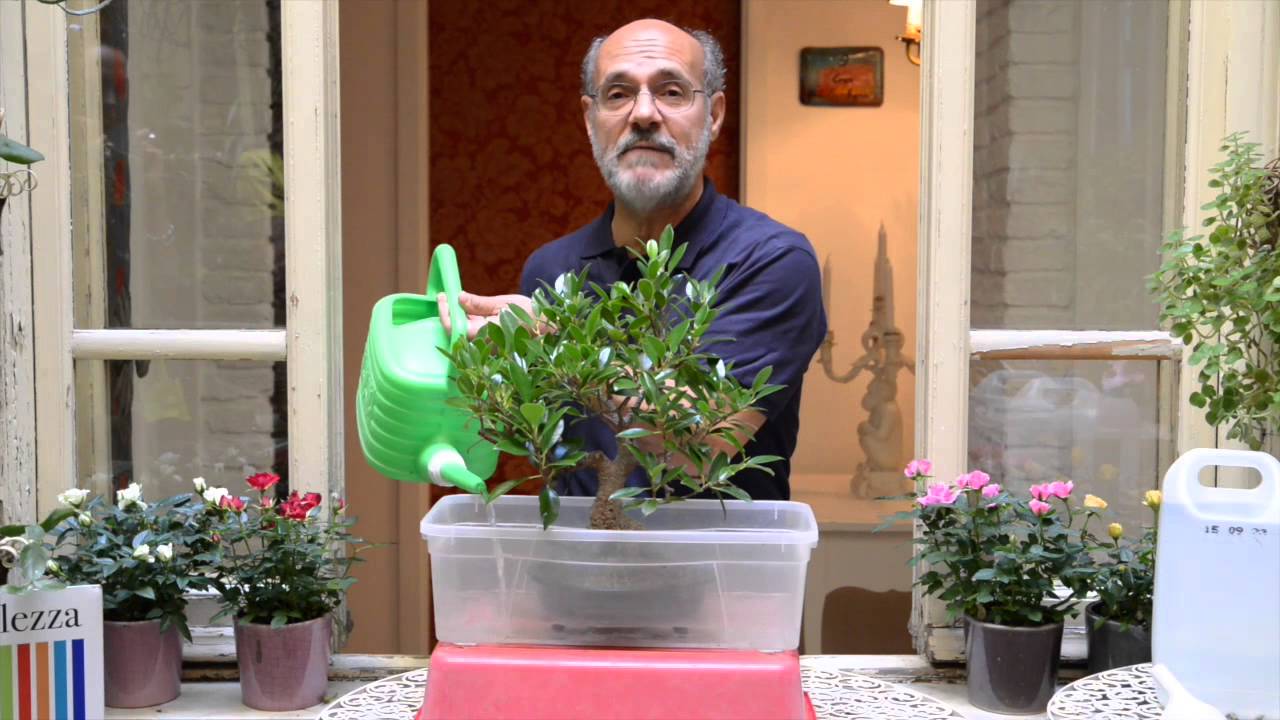 Quando annaffiare il bonsai? Sar&agrave; lui a dirvelo