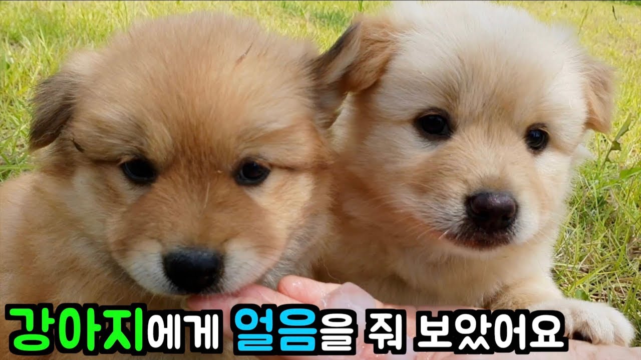 강아지가 수박과 얼음을 처음 먹을때의  반응은?