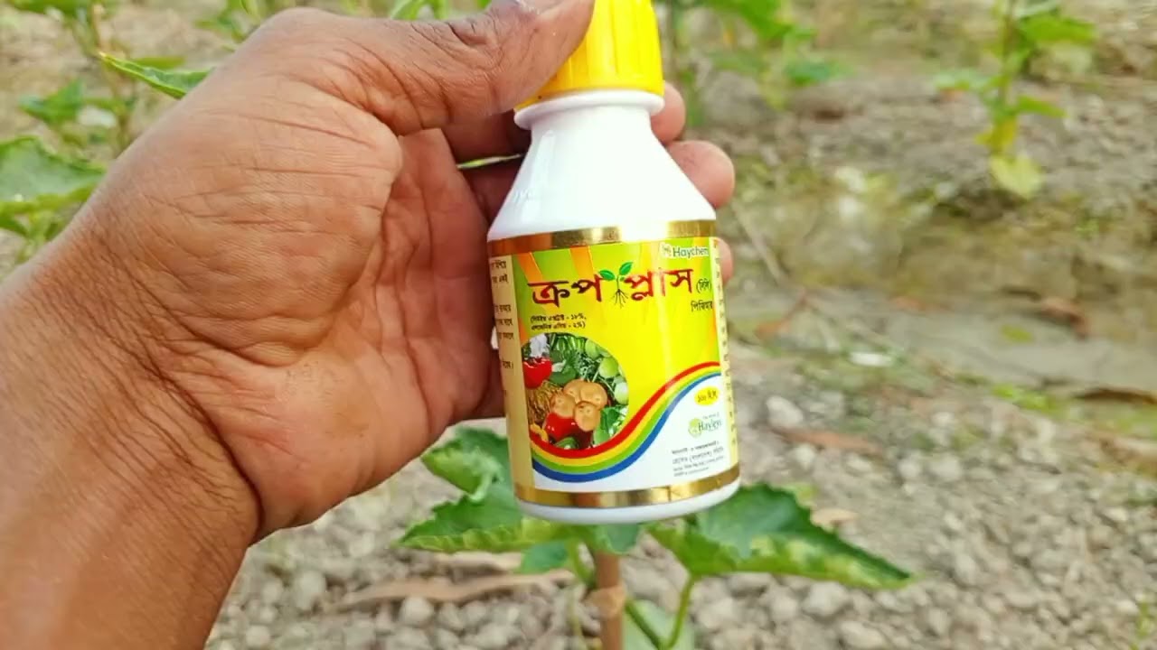 শসার জমিতে হরমোন কেনো দেই