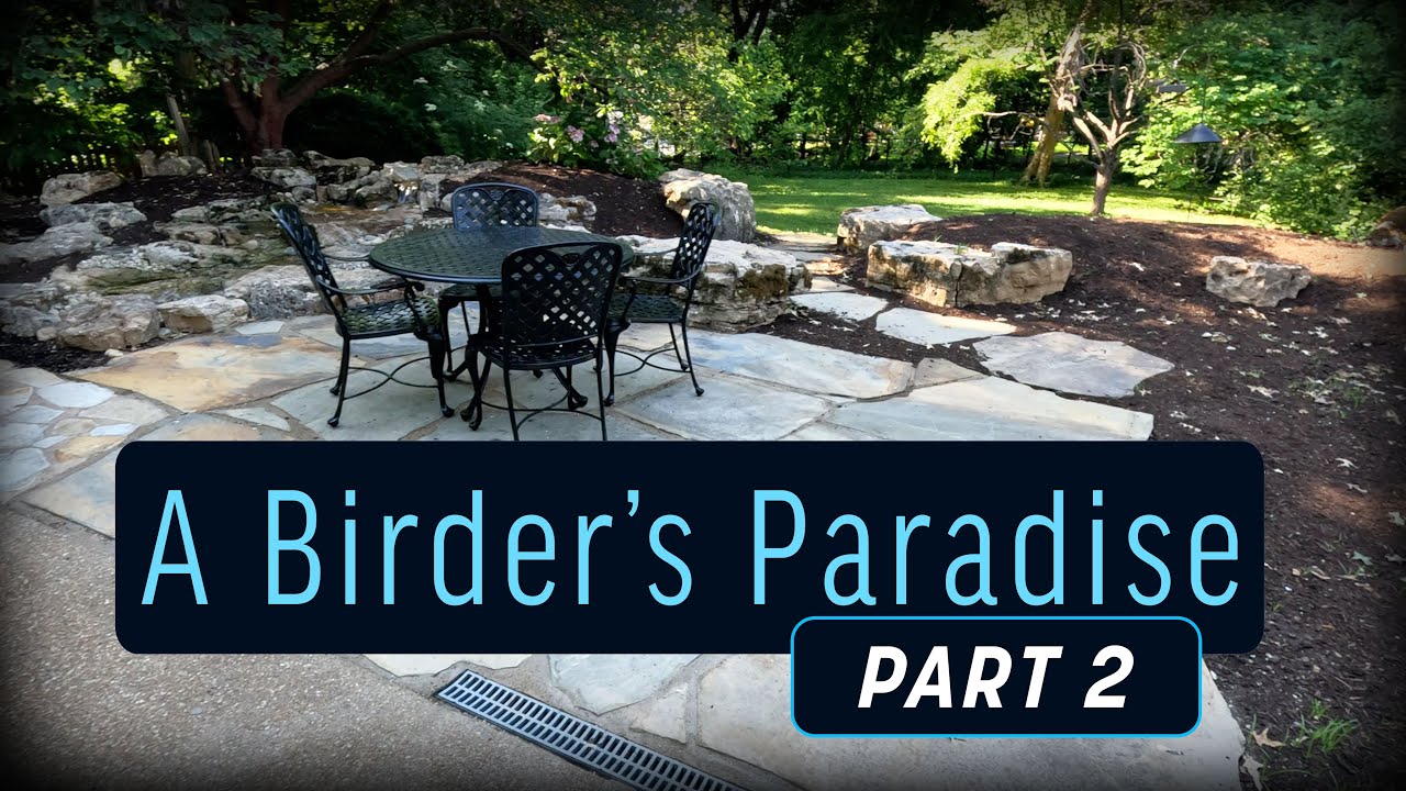A Birder's Paradise in Clayton, MO (Part 2)!