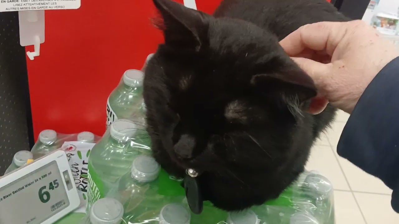 Bear the Canadian Tire Store Cat having a lazy Day.woodstock,NB.