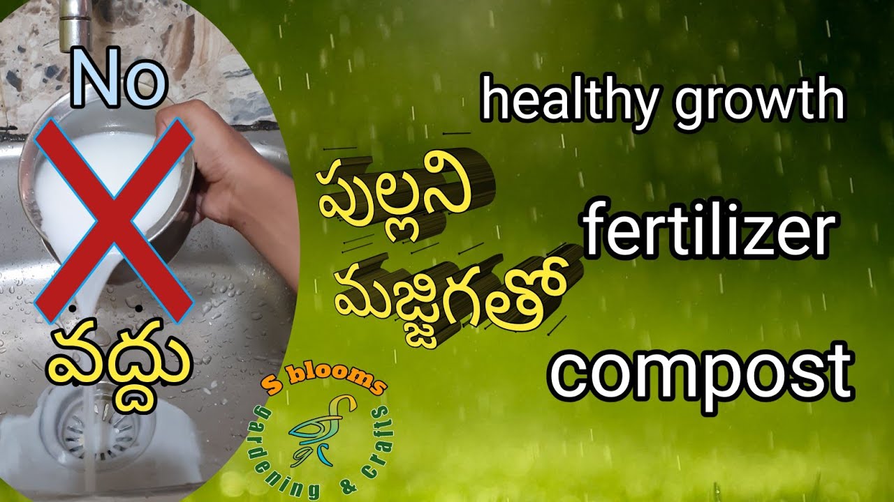 Curd fertilizer/fertiliser for healthy growth to garden plants/buttermilk benefits to garden/yogurt