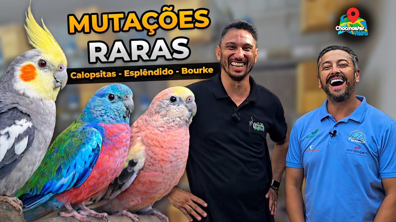 Mutações RARAS de Calopsitas, Periquito-Esplêndido e Bourke em Goiás | Chocmaster Visita