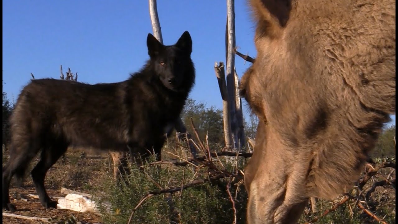 What Do Wolves Think of Camels? (Wolf meets 2 curious camels)