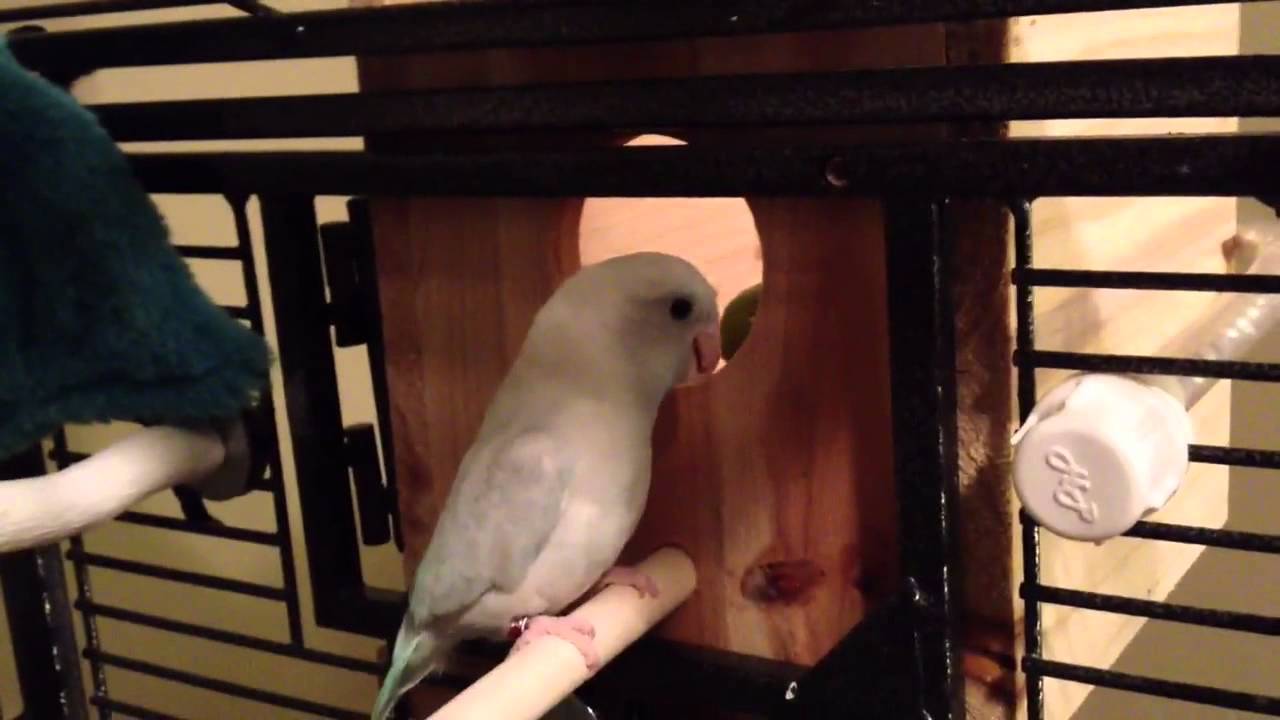 How Parrotlets find their nest - Koolaid & Smokey