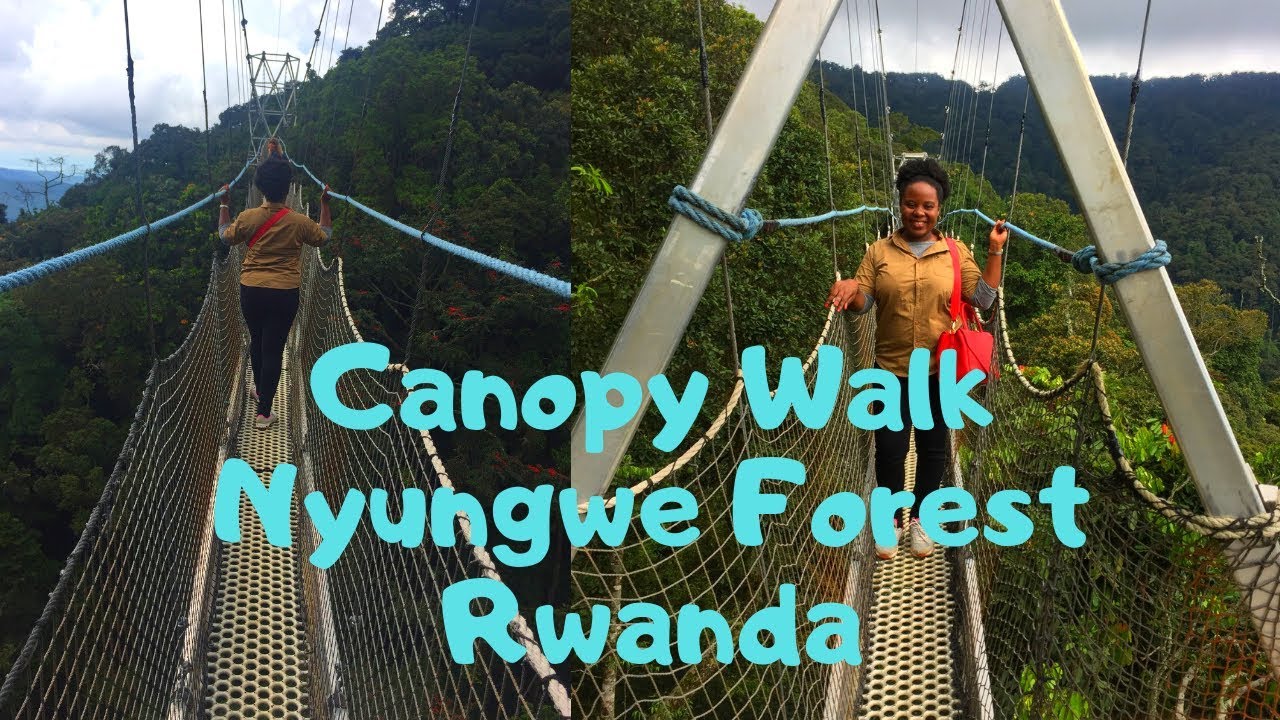 Rwanda Nyungwe Forest  Canopy walk