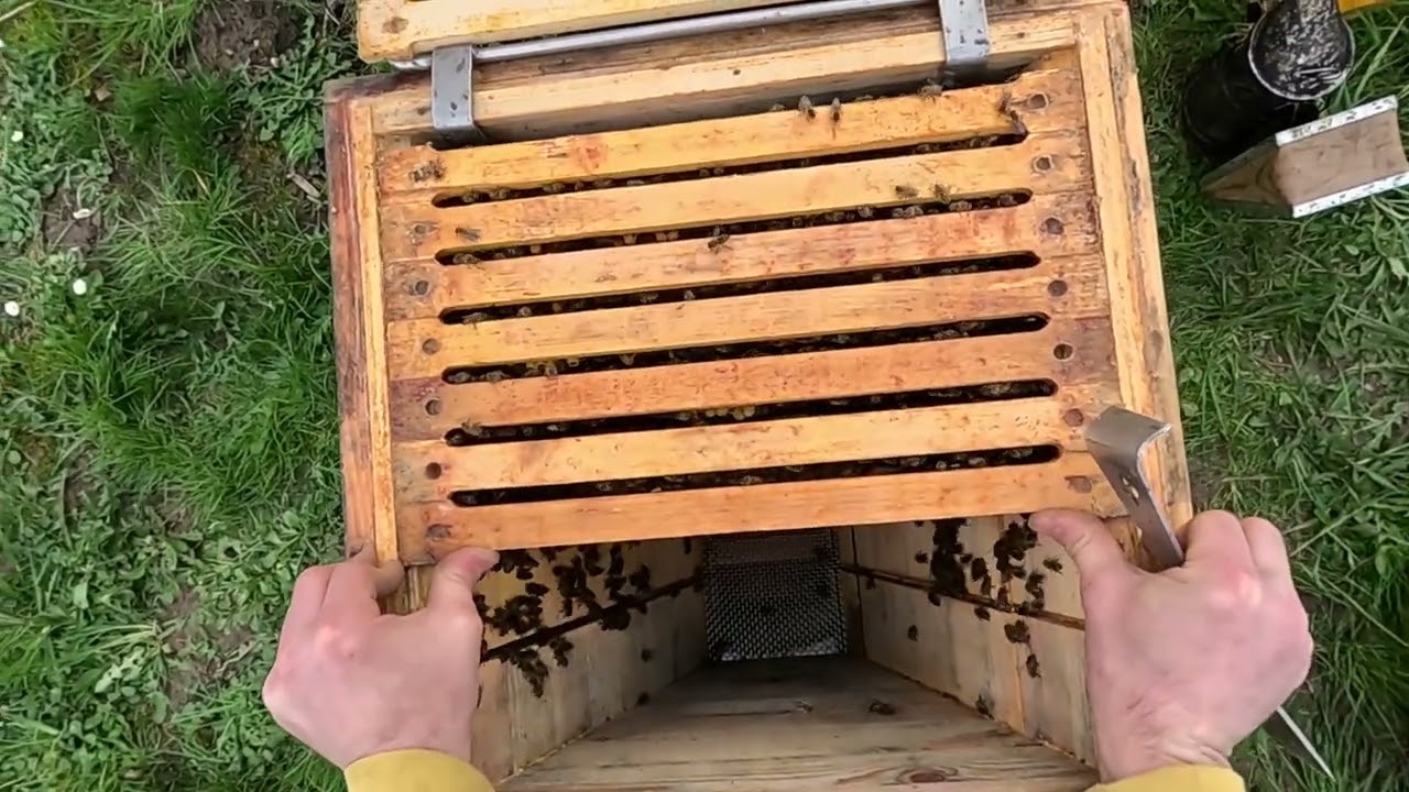 Erstdurchsicht im Home-Hive - 17 März