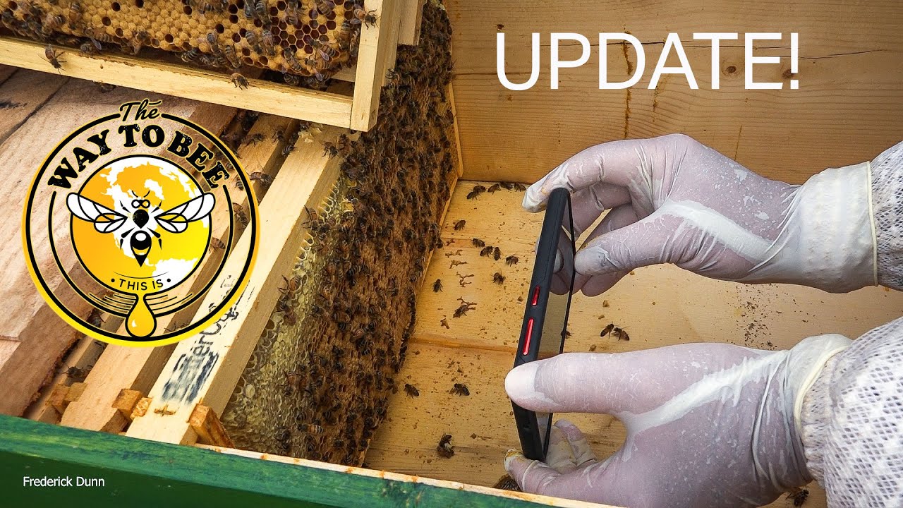 Horizontal Long Langstroth Hive UPDATE and BeeScanning APP Review Digital Varroa Detection? Honey!