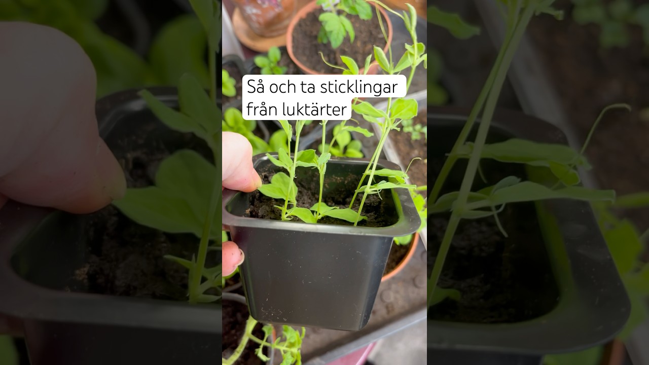 Så och ta sticklingar av luktärter 